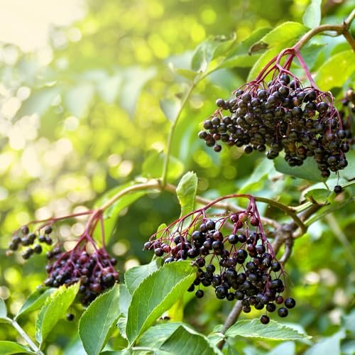 Herb Pharm Bio-Kinder Bio-Alkoholfreier Holunderbeeren-Glycerit-Extrakt, 29,6 ml