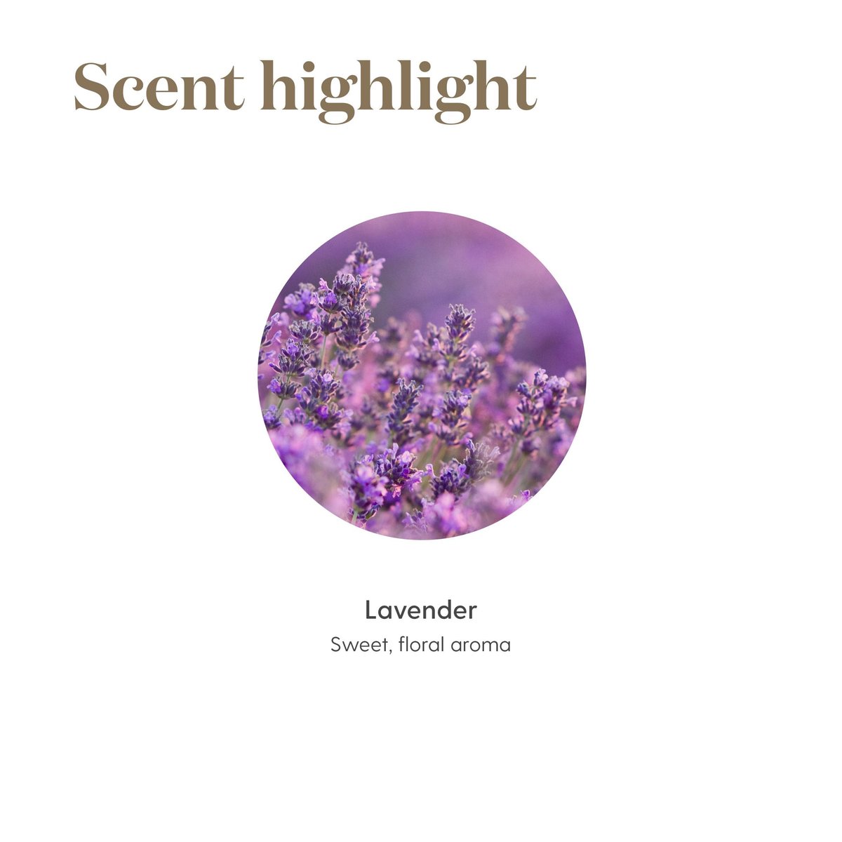 Young Living Lavendel Ätherisches Öl | Hautpflege, Aromatherapie & Massage | Beruhigender Duft | 5 ml