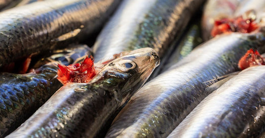 Fischölkapseln in einer Flasche auf weißem Hintergrund, Symbolbild für Fischöl-Kaufberatung und Omega-3-Nahrungsergänzung