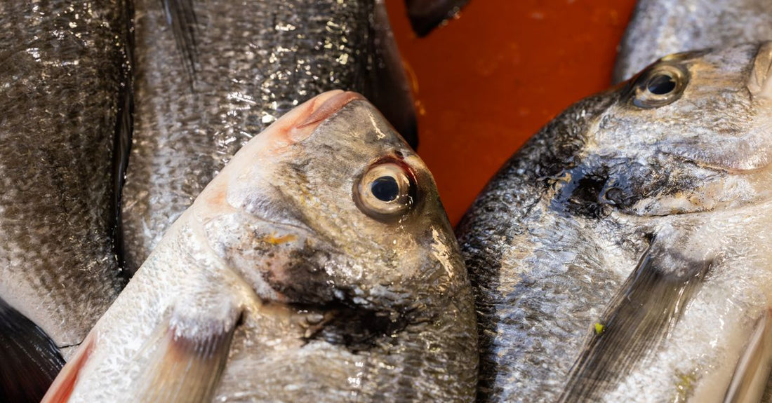 Fischöl-Kapseln in einer Glasflasche auf hellem Hintergrund – Fish Oil Buying Guide 2026