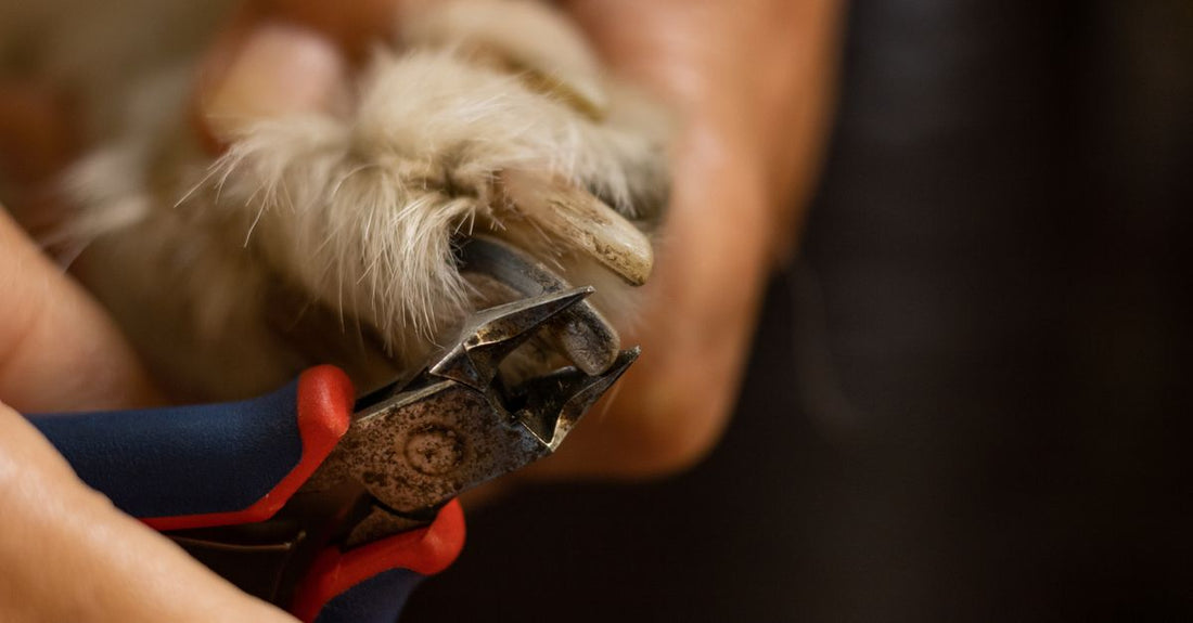Präzisions-Nagelknipser aus Edelstahl auf einer Marmoroberfläche – wie Sie den richtigen Nagelknipser auswählen