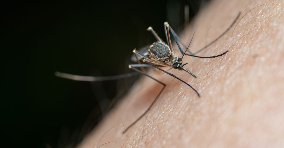Beste Insektenstich-Behandlung 2026: Kühlgel und Antihistamin-Creme auf einem Tisch mit Lavendel
