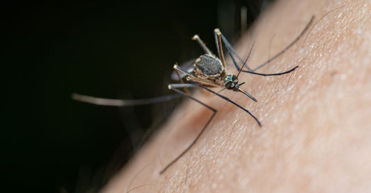 Beste Insektenstich-Behandlung 2026: Kühlgel und Antihistamin-Creme auf einem Tisch mit Lavendel