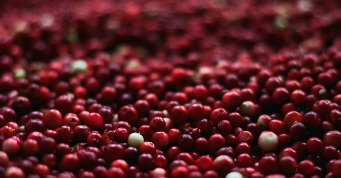 Cranberry-Nahrungsergänzungsmittel in einer weißen Flasche mit frischen Cranberries auf einem hellen Holztisch – Cranberry Buying Guide