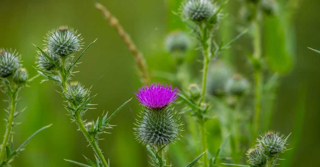 Mariendistel Kapseln in einer Glasflasche, best mariendistel 2026, hochdosiertes Silymarin für Lebergesundheit