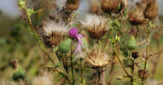 Nahaufnahme einer geöffneten Mariendistel-Kapsel mit feinem Pulver vor einem Fläschchen mit Mariendistel-Extrakt – Mariendistel Buying Guide