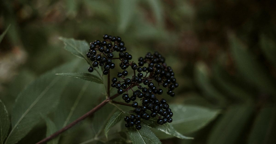 Flasche mit Holunder-Gummis auf einem Holztisch, Nahaufnahme, how to choose elderberry
