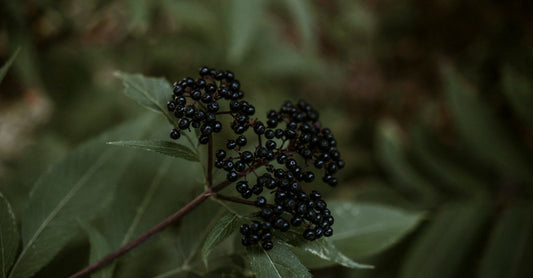 Flasche mit Holunder-Gummis auf einem Holztisch, Nahaufnahme, how to choose elderberry