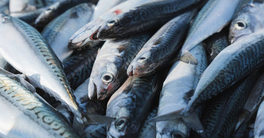 Eine Flasche mit Fischölkapseln, daneben liegen einzelne Softgels – best fish oil 2026