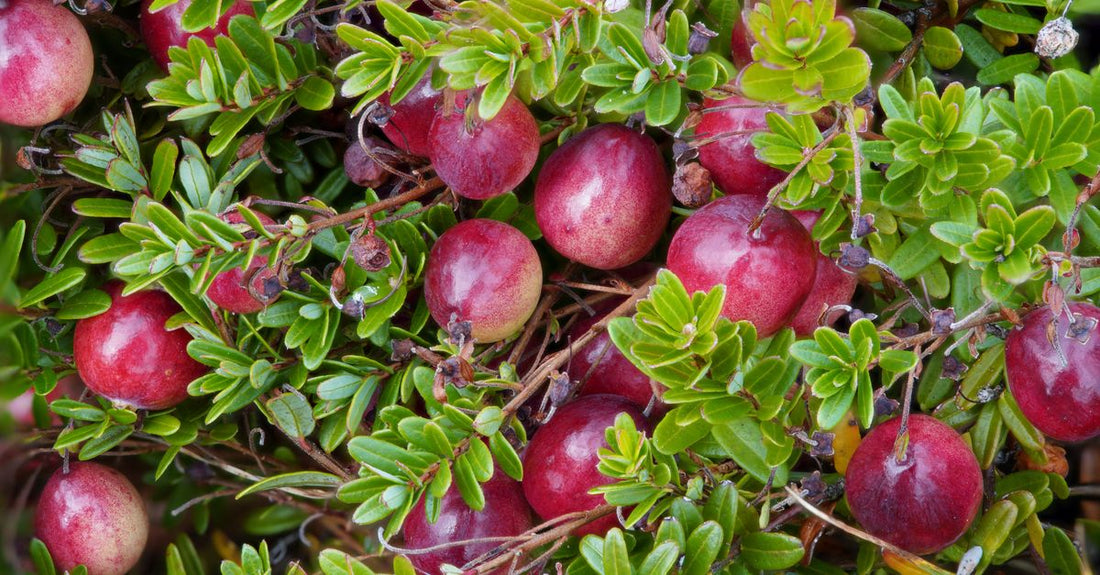 Eine Nahaufnahme von Cranberry-Kapseln und getrockneten Cranberries auf einem hellen Holztisch, beste Cranberry 2026 im Fokus.