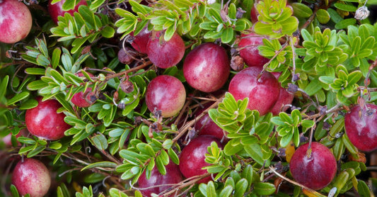 Eine Nahaufnahme von Cranberry-Kapseln und getrockneten Cranberries auf einem hellen Holztisch, beste Cranberry 2026 im Fokus.
