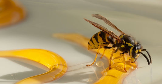 Eine Auswahl an Produkten zur Behandlung von Insektenstichen zuhause: kühlendes Gel, Antihistamin-Creme und natürliche Öle.