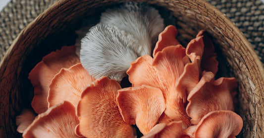 Lion's Mane Mushroom Kapseln und Pulver auf einem Holztisch, Nahrungsergänzung für Gehirngesundheit