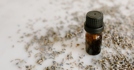 Schwarzkümmelöl-Flasche mit frischen Schwarzkümmelsamen – Black Seed Oil Benefits for Immune System