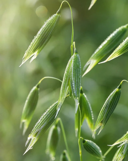 Herb Pharm Haferkraut, alkoholfreier flüssiger Kräuterextrakt: Traditionelle Unterstützung für das Nervensystem | Bio-Hafer-Tinktur | Vegan, glutenfrei, ca. 3-Wochen-Vorrat, 30 ml