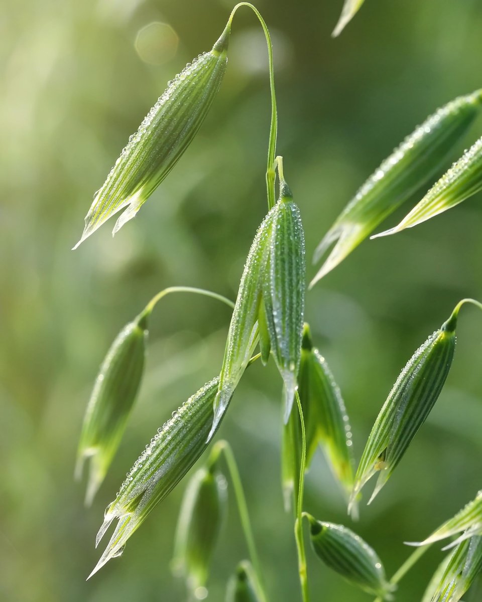 Herb Pharm Bio-Balance Zitronenmelisse, Alkoholfrei: Zertifiziert Bio, Unterstützung bei Nervosität & Übererregung, Schnell absorbierender & zuckerfreier beruhigender Auszug, Hergestellt mit Zitronenmelisse-Kraut, Flüssigglycerit, 30 ml
