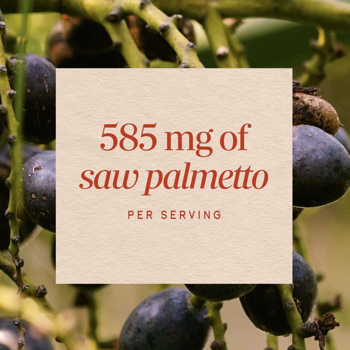 Nature's Way Sägepalmenbeeren – Traditionelle Prostatagesundheit,* Nahrungsergänzungsmittel für Männer, 585 mg pro Portion, Non-GMO Project verifiziert, vegane Kapseln, 100 Stück