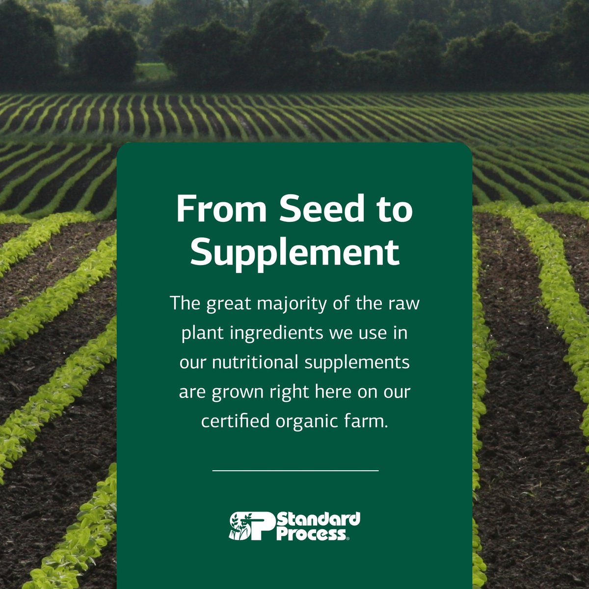 Standard Process Ferrofood – Eisenpräparat zur Unterstützung der normalen Blutbildung – Fördert die Eisenaufnahme mit Vitamin C – Nahrungsergänzungsmittel mit Alfalfa, Spanischem Moos, Vitamin B12 & mehr – 40 Kapseln