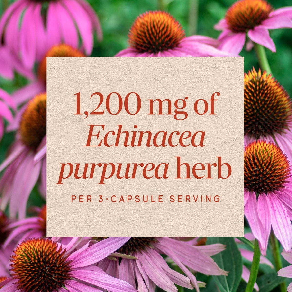 Nature's Way Echinacea Purpurea Kraut – Traditionelles pflanzliches Nahrungsergänzungsmittel zur Unterstützung des Immunsystems*, 180 Kapseln, 1200 mg pro 3-Kapsel-Portion, Non-GMO Project verifiziert