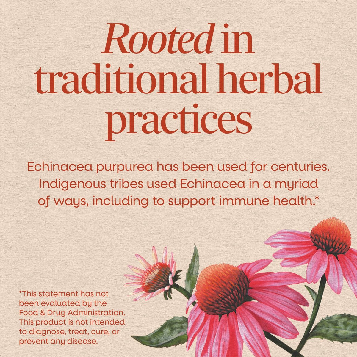 Nature's Way Echinacea Purpurea Kraut – Traditionelles pflanzliches Nahrungsergänzungsmittel zur Unterstützung des Immunsystems*, 180 Kapseln, 1200 mg pro 3-Kapsel-Portion, Non-GMO Project verifiziert