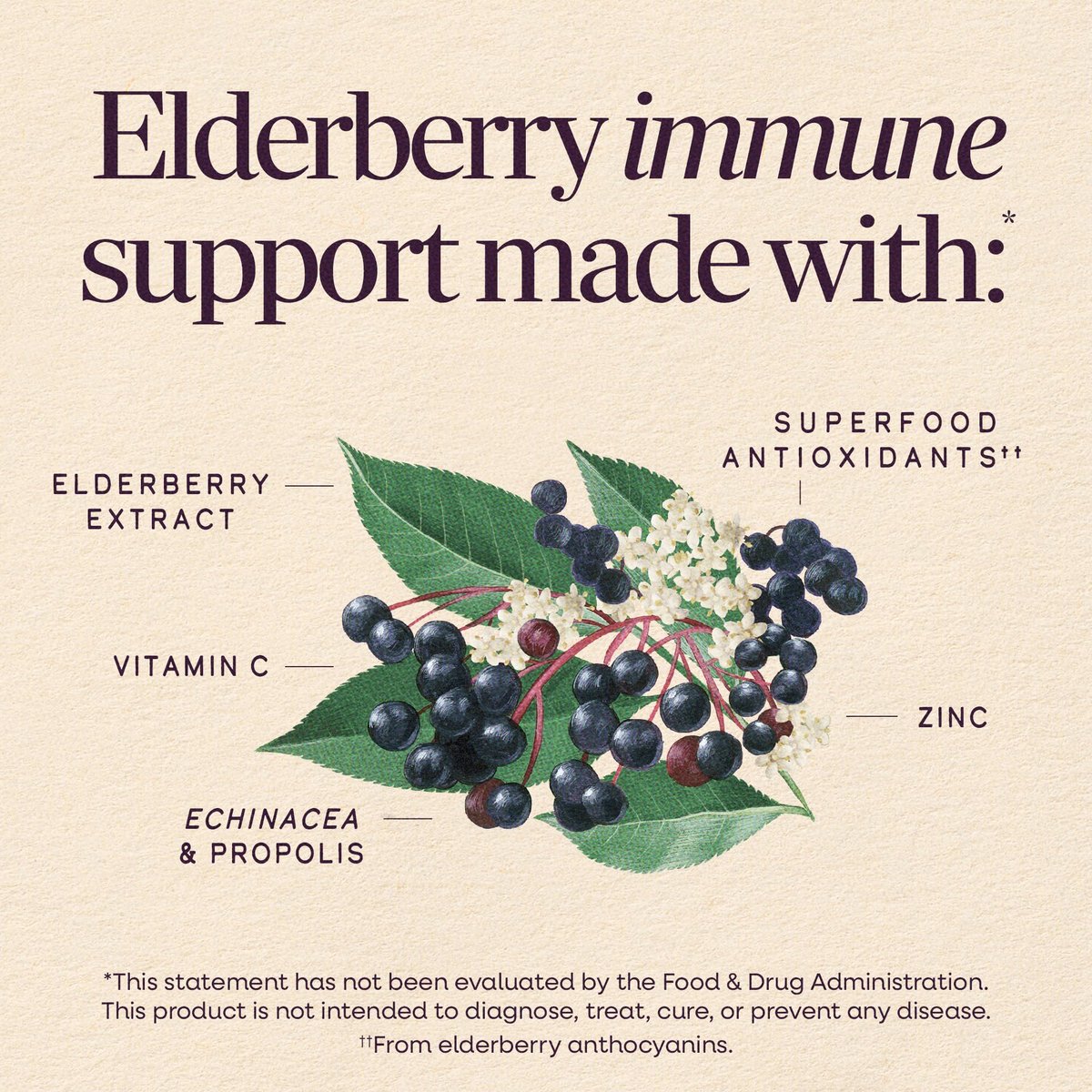 Nature's Way Sambucus Holunderbeeren-Sirup mit Vitamin C, Zink, Echinacea und Propolis – Immununterstützung, 240 ml (8 Fl Oz)