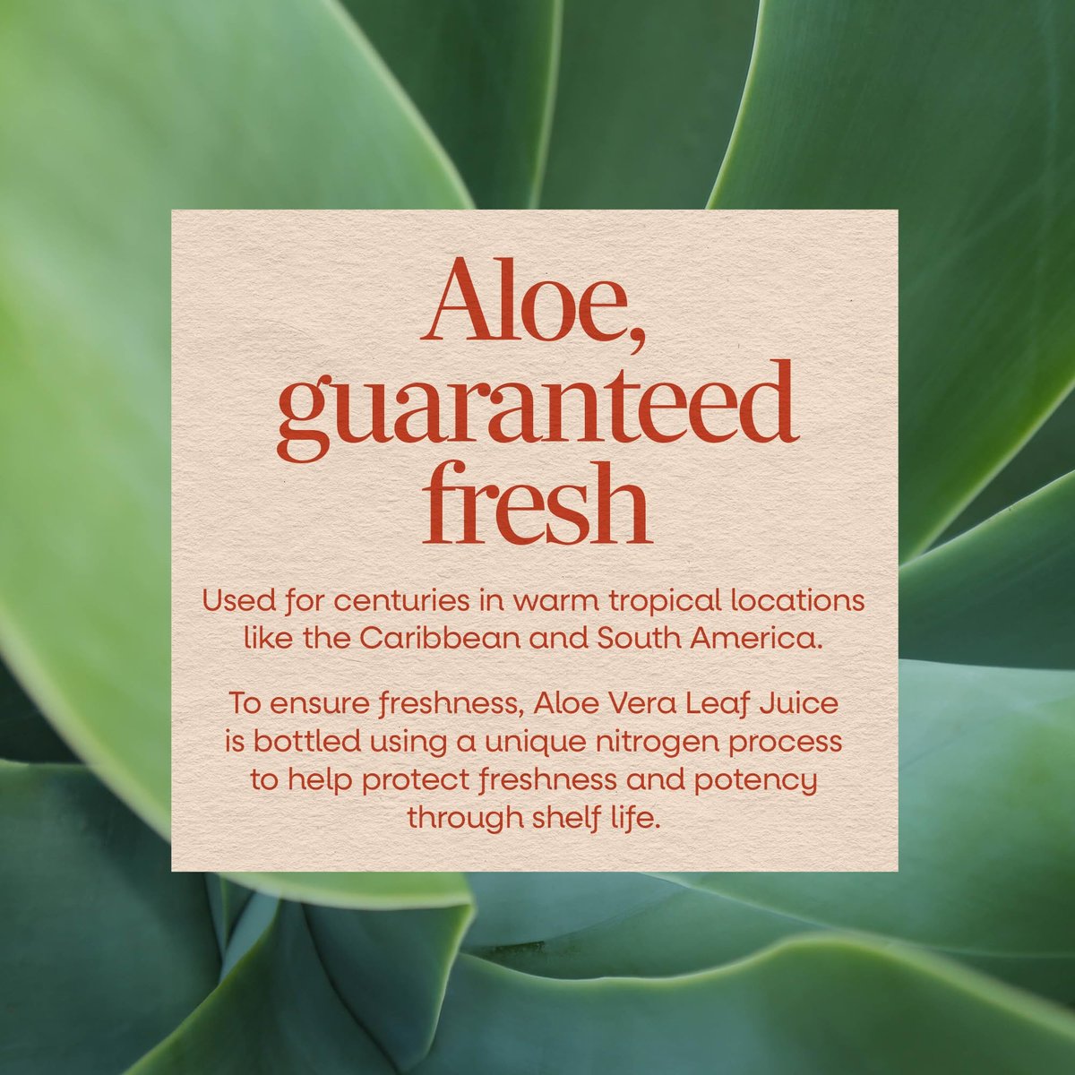 Nature's Way Aloe Vera Blattsaft, geschmacksneutral, 99,5 % gereinigt aus Konzentrat, zertifiziert durch das International Aloe Science Council, ungesüßt, 1 Liter