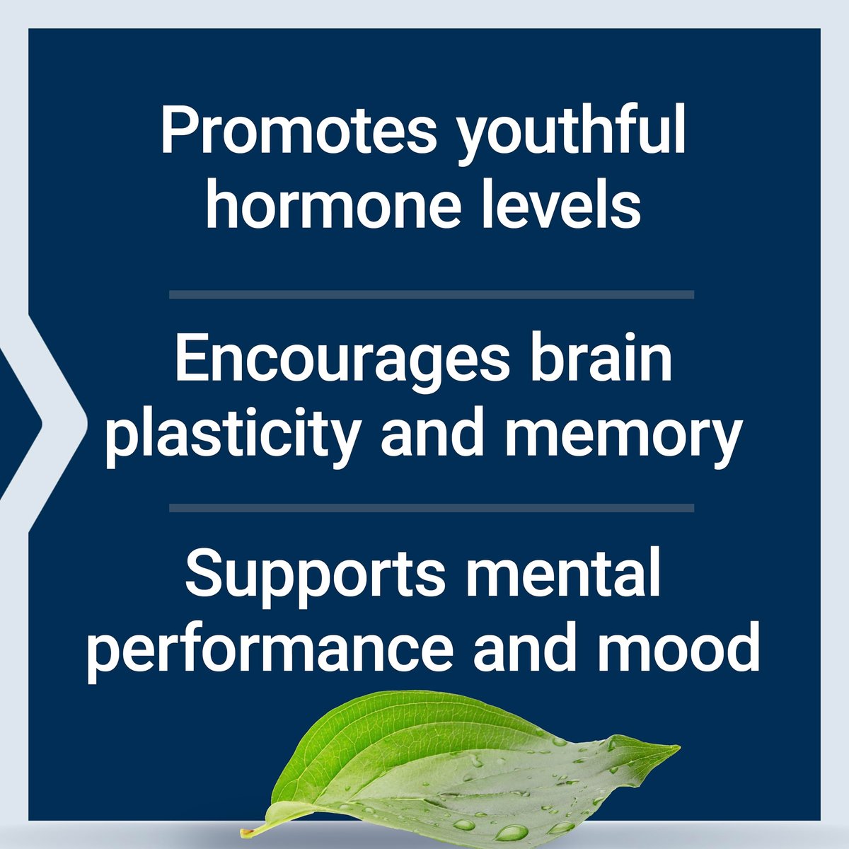 Life Extension Pregnenolon 100 mg – Hormonhaushalt, Gedächtnis, Fokus & kognitive Gesundheit – 100 Kapseln, glutenfrei, nicht-GVO