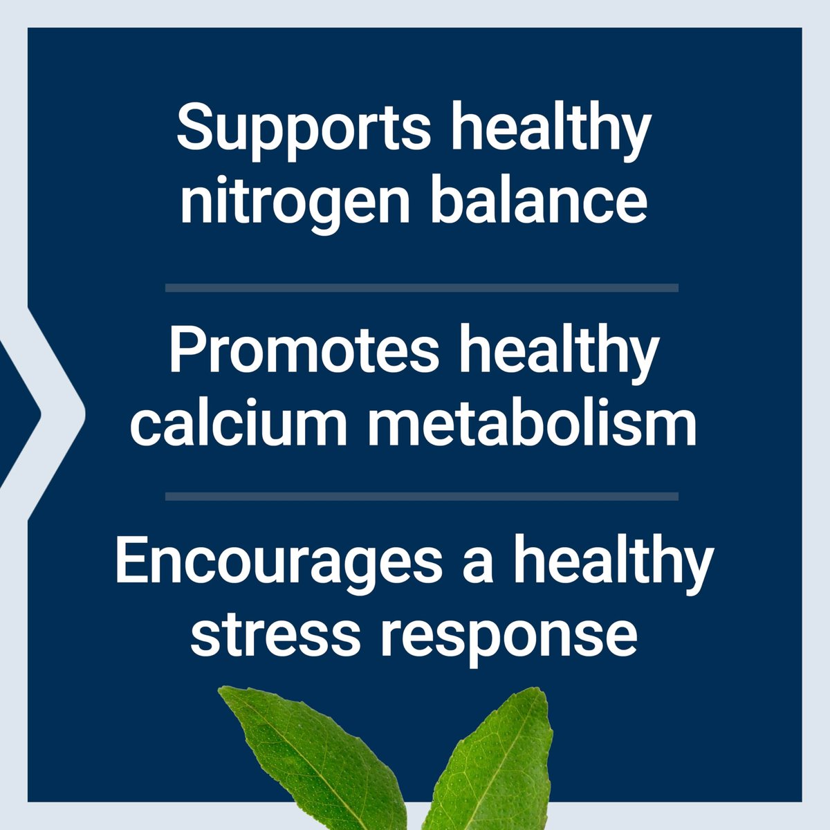 Life Extension L-Lysin, 620 mg, essentielle Aminosäure für gesunden Stickstoffhaushalt, Kalziumstoffwechsel, Stressreaktion & mehr, glutenfrei, nicht-GVO, vegetarisch, 100 Kapseln
