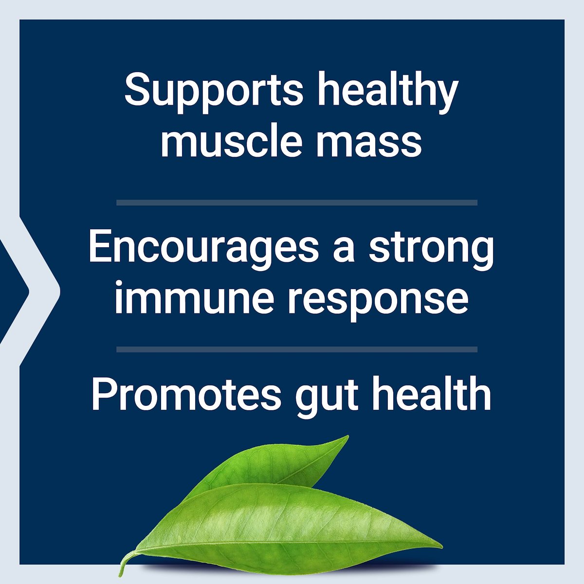 Life Extension L-Glutamin 500 mg – 100 Kapseln, Aminosäure für Muskel- und Immununterstützung, glutenfrei, nicht-GVO