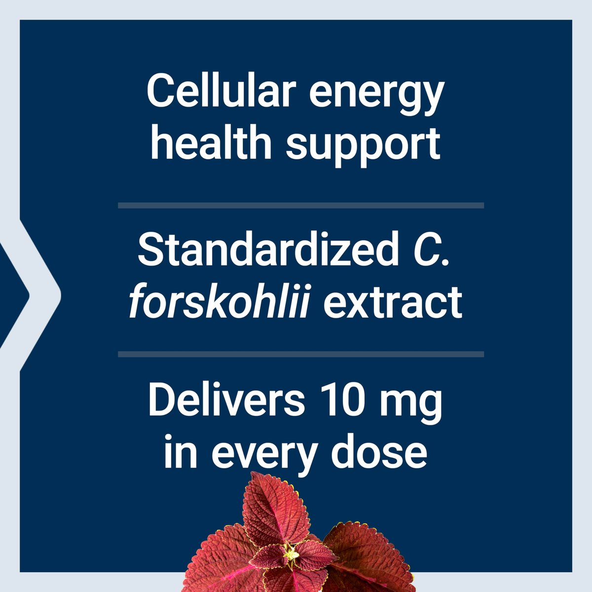 Life Extension Forskolin 10 mg – Coleus forskohlii Extrakt für zelluläre Energie & Stoffwechselunterstützung, 60 Kapseln, vegetarisch, nicht-GVO, glutenfrei