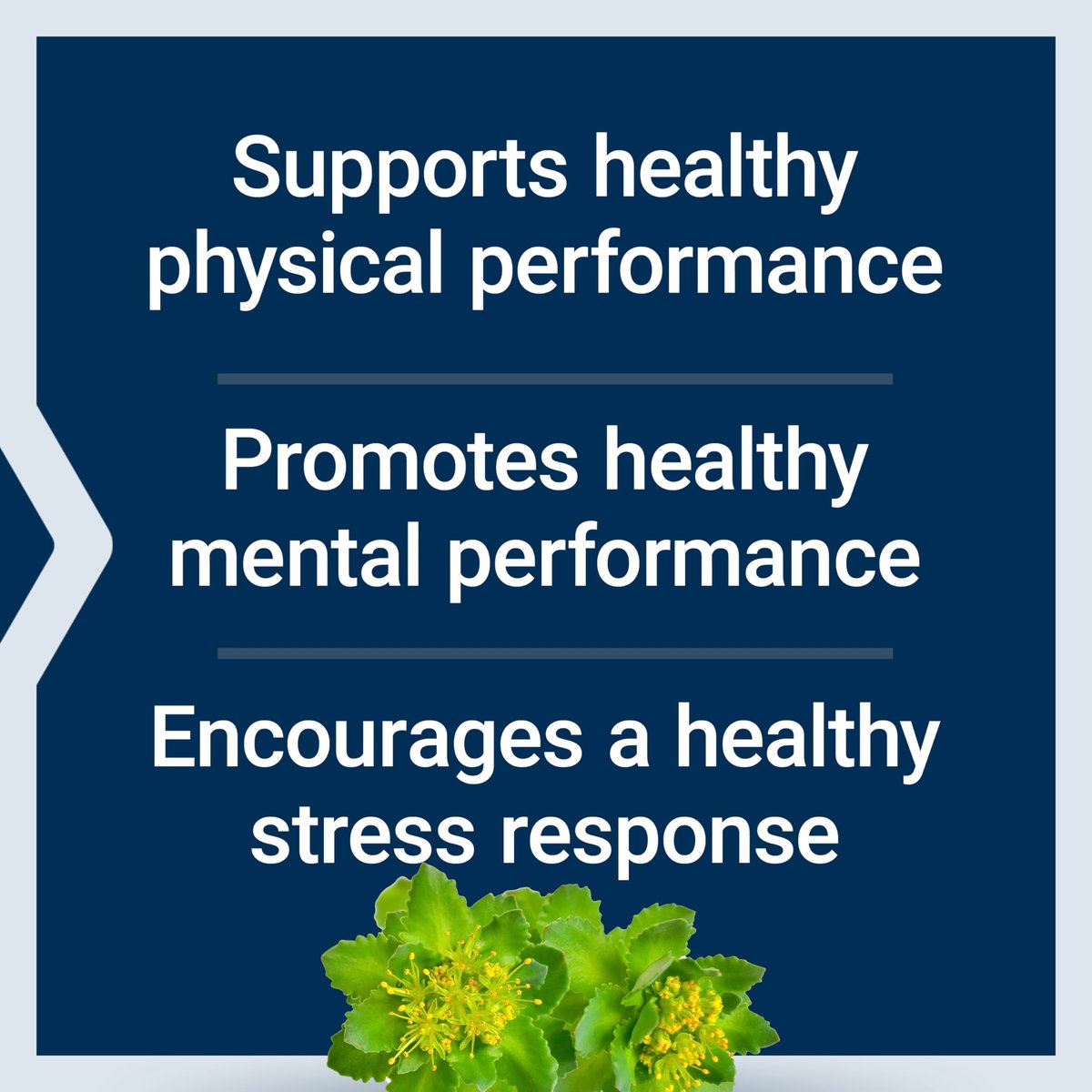 Life Extension Rhodiola Extrakt – Rhodiola rosea Supplement mit standardisiertem Extrakt – Fördert körperliche und geistige Leistungsfähigkeit – Glutenfrei, Nicht-GVO, Vegetarisch – 250 mg, 60 Kapseln