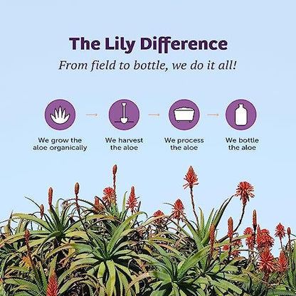Lily of the Desert Aloe Vera Saft - Ganzes Blatt gefiltertes Aloe Vera Getränk, Nicht-GMO, mit natürlichen Verdauungsenzymen für Darmgesundheit, Magenberuhigung, Wohlbefinden, strahlende Haut, 946 ml mit Gelly-Beutel