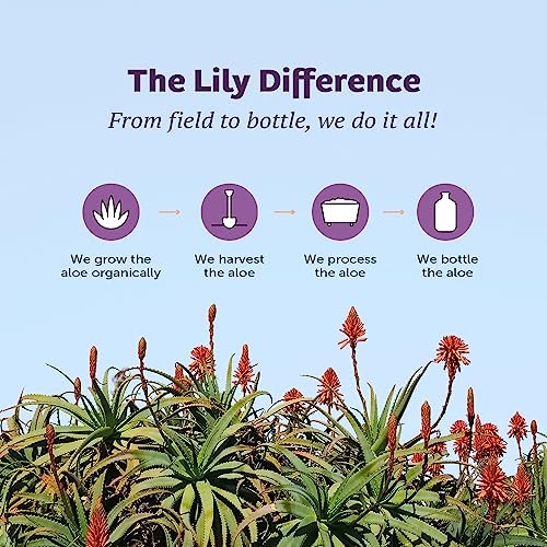 Lily Of The Desert Aloe Vera Gel, Konservierungsmittelfrei - Ganze Blatt Gefiltert, Dickere Konsistenz, Aloe Vera Getränk mit Natürlichen Vitaminen, Verdauungsenzyme für Darmgesundheit, Wohlbefinden, Strahlende Haut, 946 ml
