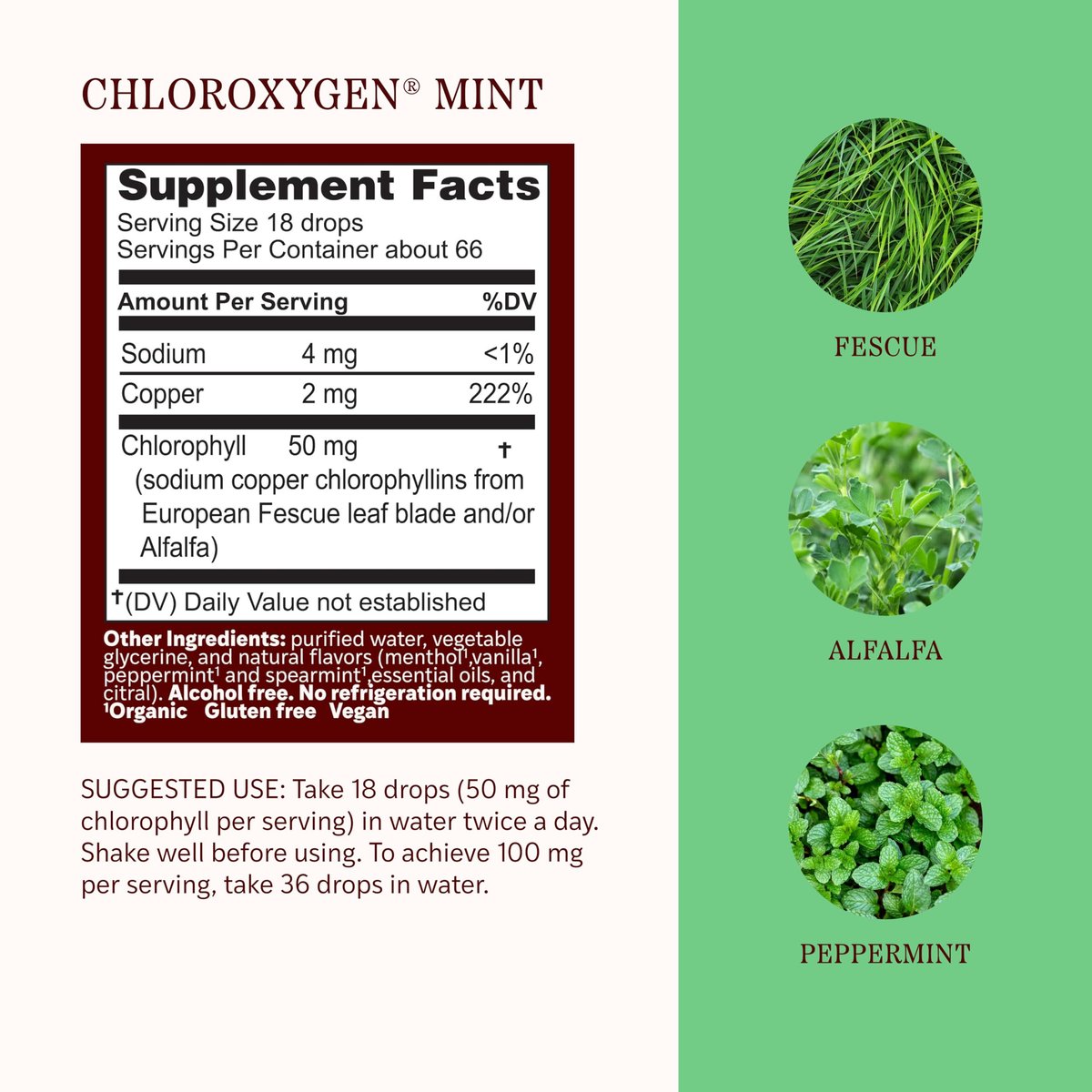 Herbs Etc. ChlorOxygen Chlorophyll Konzentrat Minze alkoholfreier flüssiger Extrakt - Flüssige Chlorophylltropfen - Entgiftend & desodorierend - Unterstützung für Haut, Darm & Energie - 1 fl oz (66 Portionen)