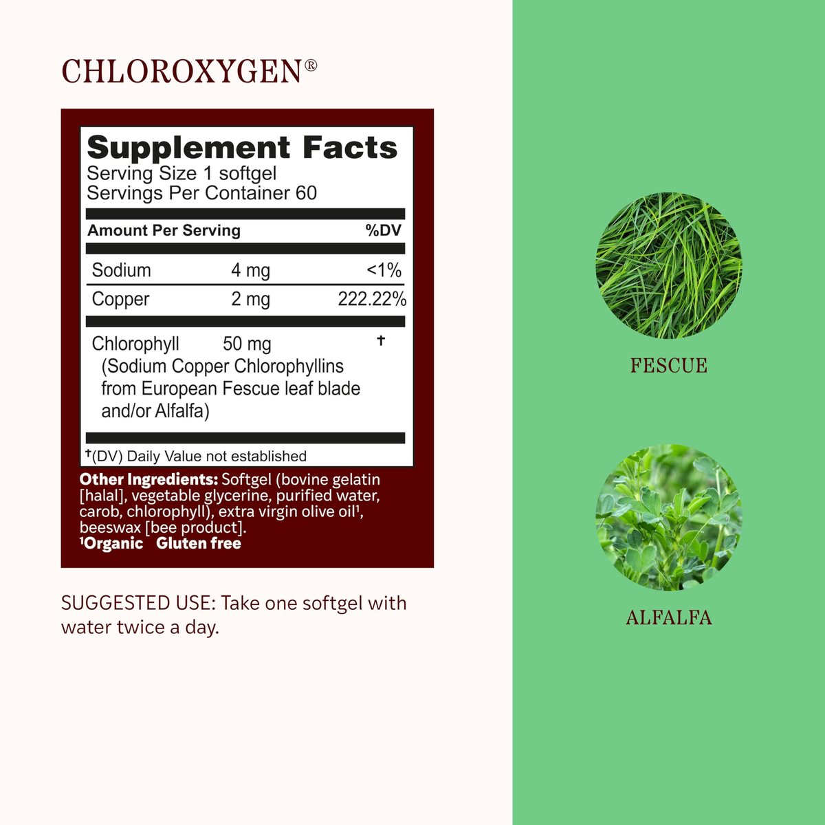 Herbs Etc. ChlorOxygen Chlorophyll Konzentrat Weichkapseln – Hochwirksames Chlorophyll für Entgiftung, Deodorisierung, Haut-, Darm- und Energieunterstützung – 60 Kapseln (60 Portionen)