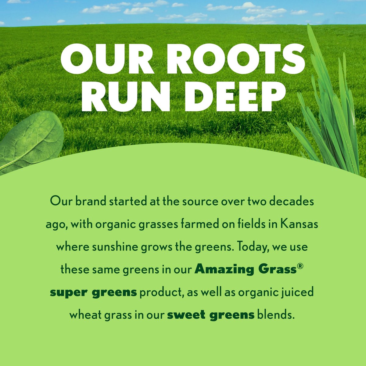 Amazing Grass Super Greens Kapseln – Superfood, Grünpulver-Kapseln mit Bio-Spirulina, Chlorella, Rote Bete, Verdauungsenzyme & Probiotika – 150 Kapseln (Verpackung kann variieren)