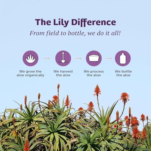 Lily of the Desert Magenformel, Bio Aloe Vera Saft mit Ulme, Kamille, Pfefferminze und Ingwer für die Darmgesundheit, Sodbrennen & saures Aufstoßen, 946 ml, inkl. Gelbeutel
