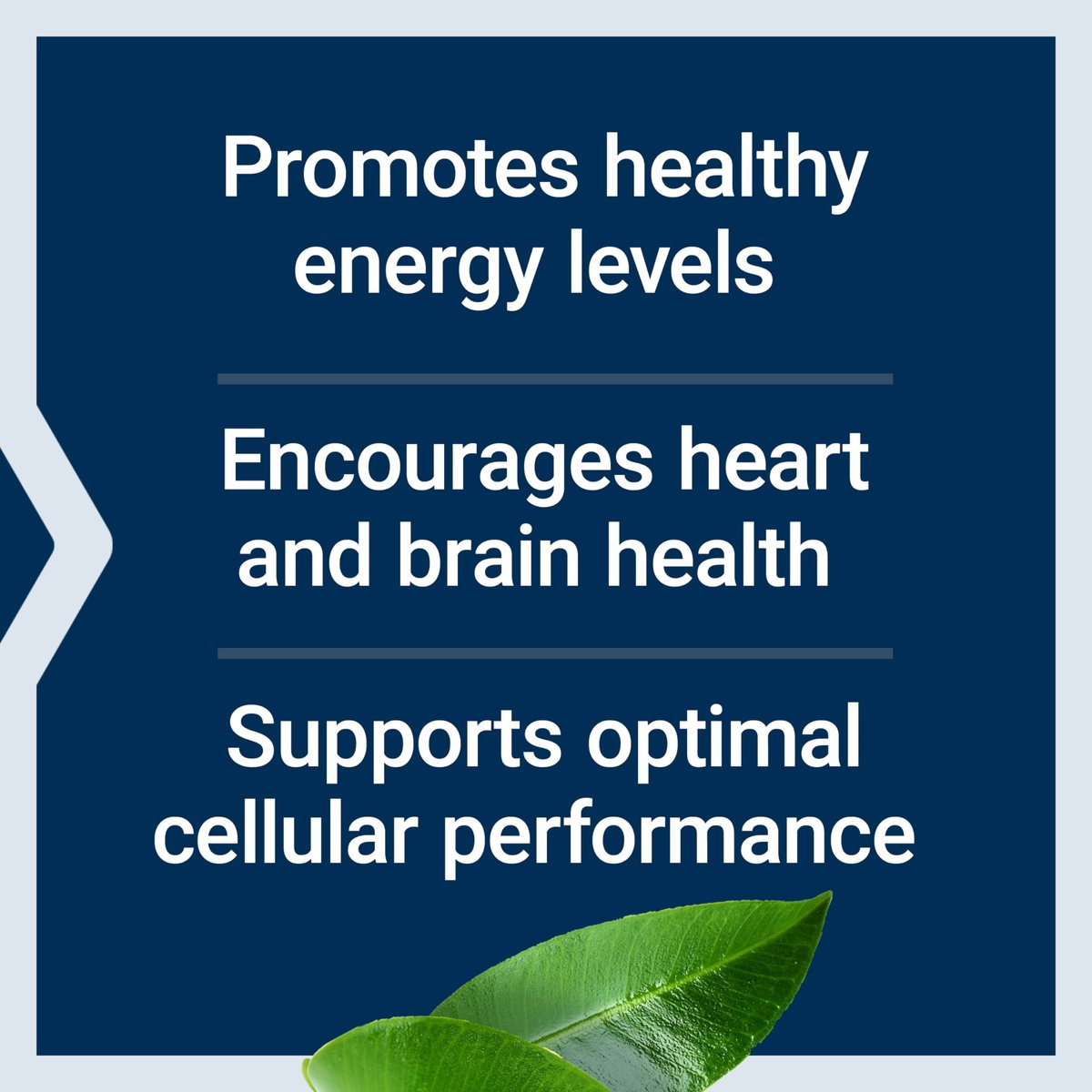 Life Extension L-Carnitin – 500 mg, Energie- und Gedächtnisergänzung – Freie Form Aminosäure, Stickstoffmonoxid-Unterstützung, Gesunder Blutdruck – Glutenfrei, Nicht-GVO, Vegetarisch – 30 Kapseln