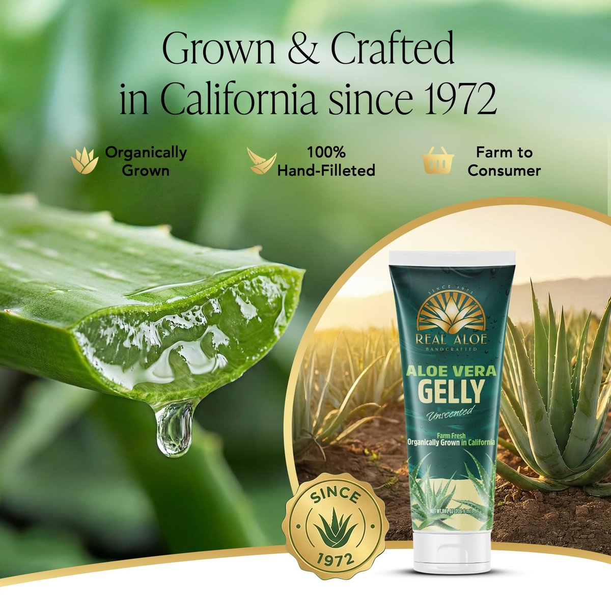 Real Aloe Aloe Vera Gelly (236 ml) | Bio-Innenblatt-Aloe für Gesicht, Haut & Haare | Ungiftig, nicht klebrig | After Sun & tägliche Feuchtigkeitspflege