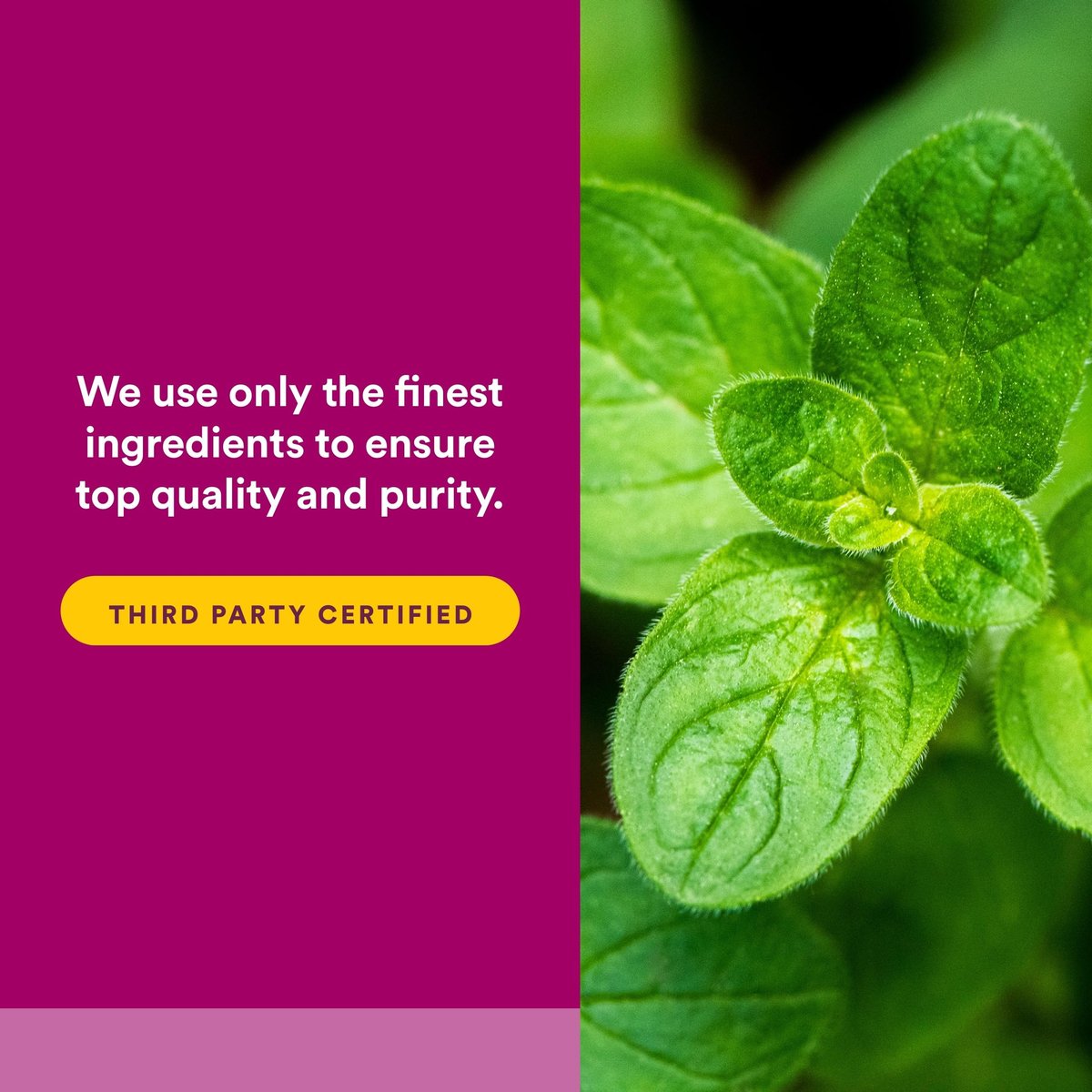Natural Factors Oreganoöl – Flüssiges Antioxidans für die Immununterstützung, 30 ml