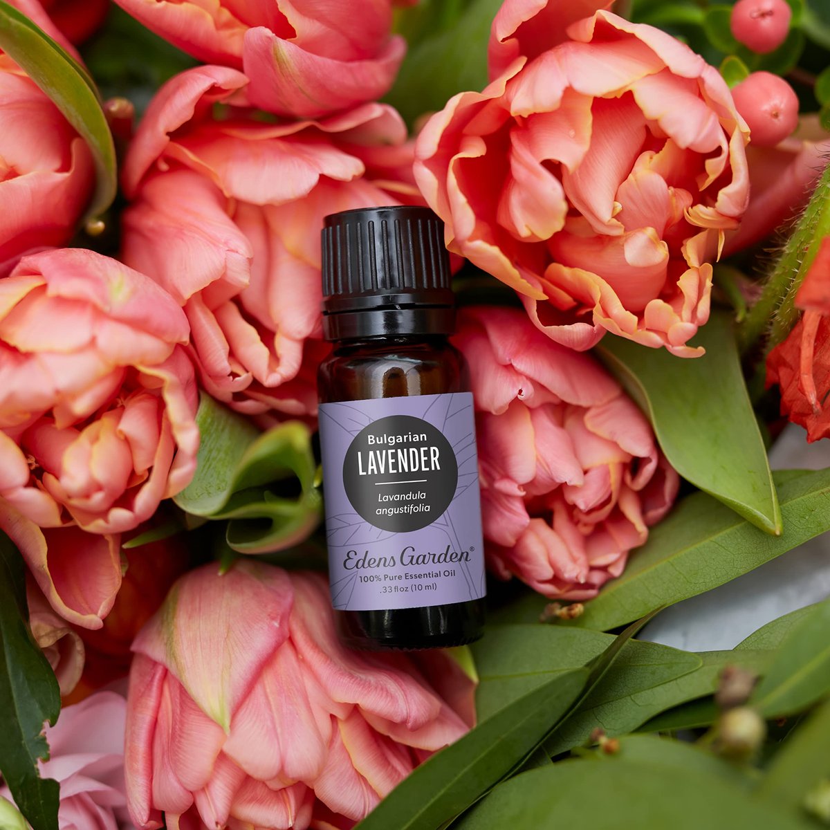 Edens Garden Lavendel- Bulgarisches Bio-Öl- 100% reines Premium, unverdünnt, natürlich, therapeutisch, Aromatherapie, am besten für Diffusor, Haut, Luftbefeuchter, kindersicher 10 ml