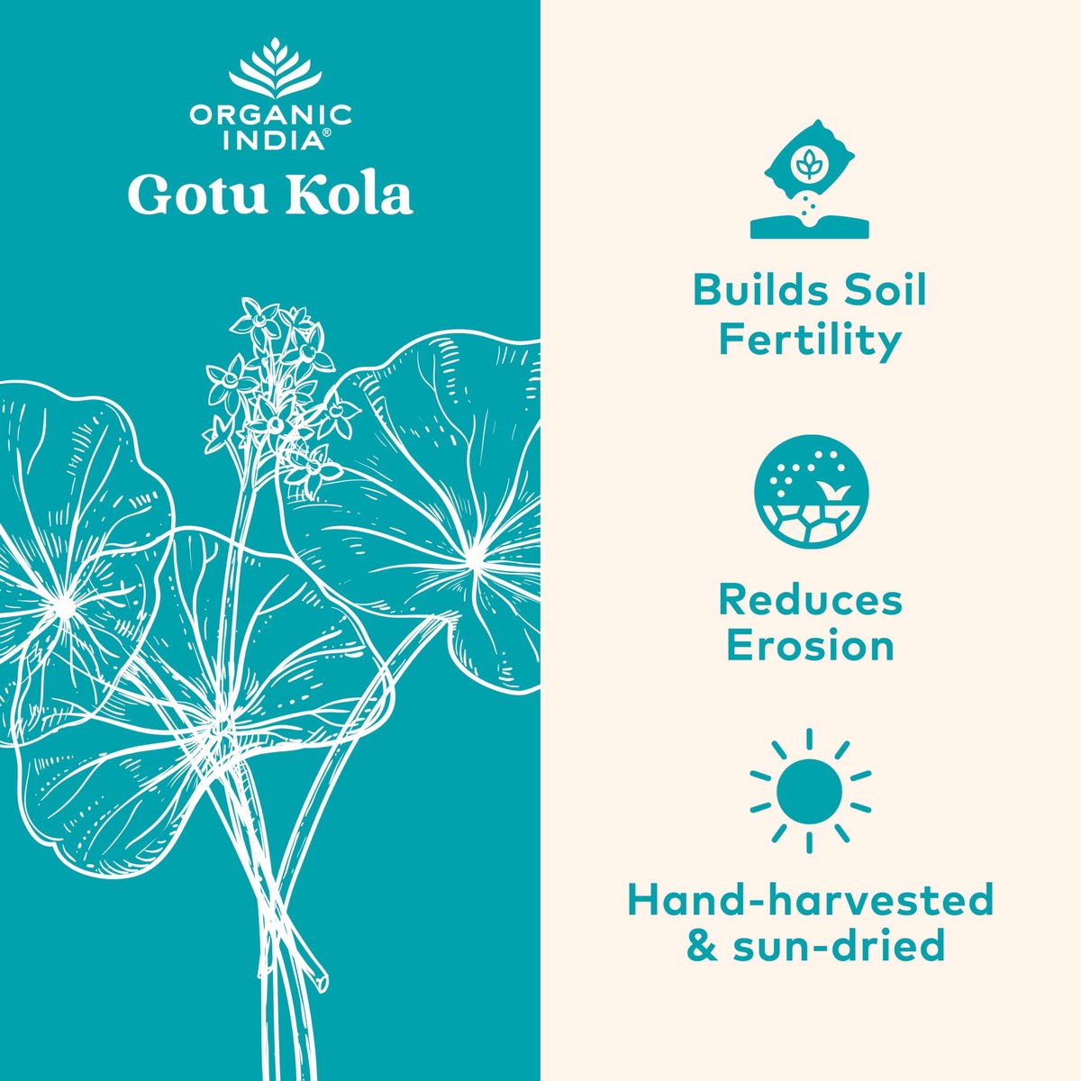 ORGANIC INDIA Gotu Kola Kräuterergänzung – Adaptogen für Gehirn & Nervensystem, vegan, glutenfrei, koscher, USDA Bio, Nicht-GVO, beruhigend, geistige Klarheit – 90 Kapseln