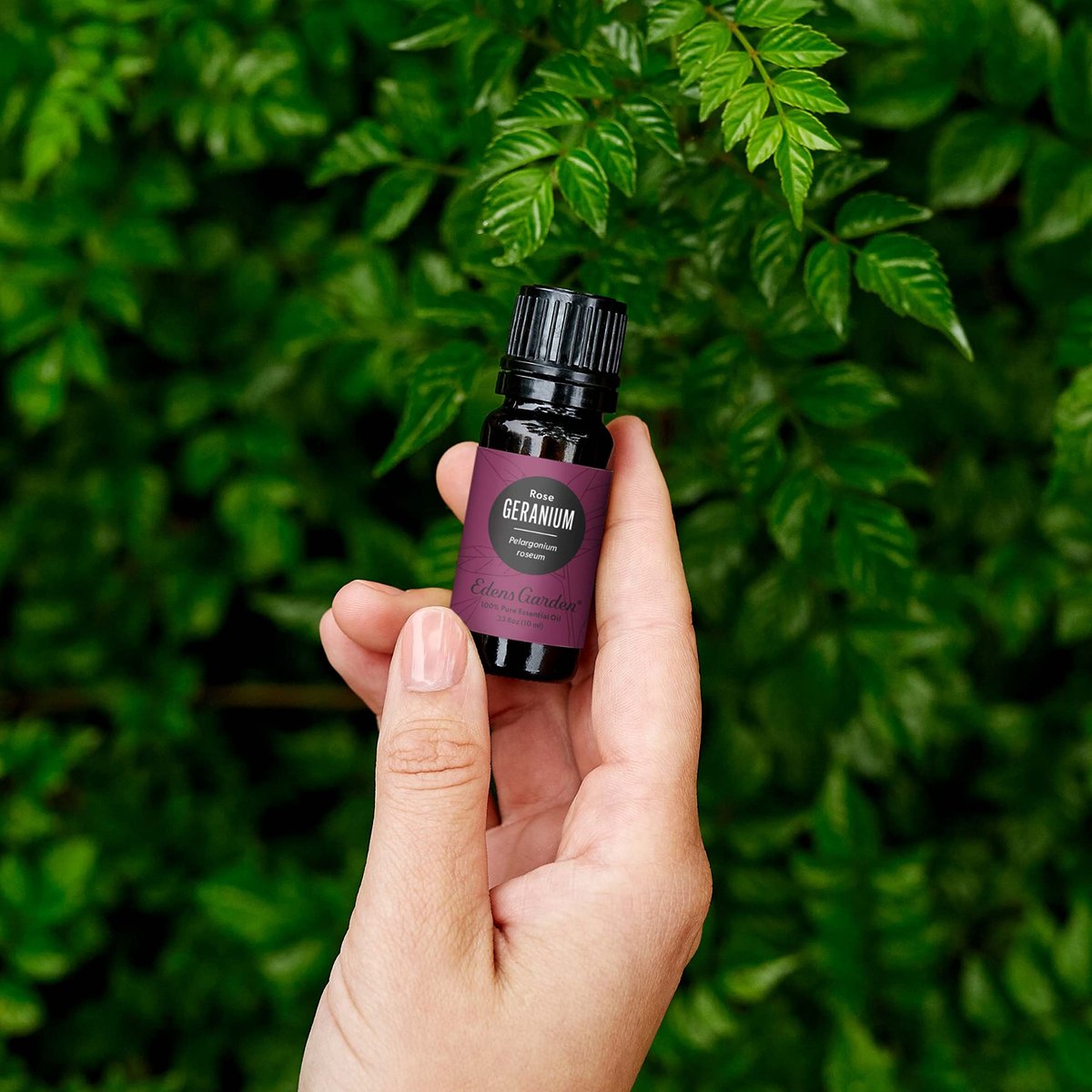 Edens Garden Geranien-Rosen Ätherisches Öl – 100 % reine Premium-Qualität, unverdünnt, natürlich, therapeutisch, für Diffuser, Gesicht, Kerzen, Haare 10 ml