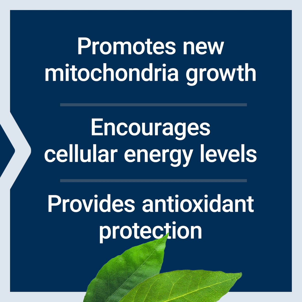 Life Extension PQQ Kapseln – Pyrrolochinolinchinon, 10 mg – Fördert das Wachstum neuer Mitochondrien, ATP, Energieunterstützung – Glutenfrei, Nicht-GVO, Vegetarisch – 60 Kapseln