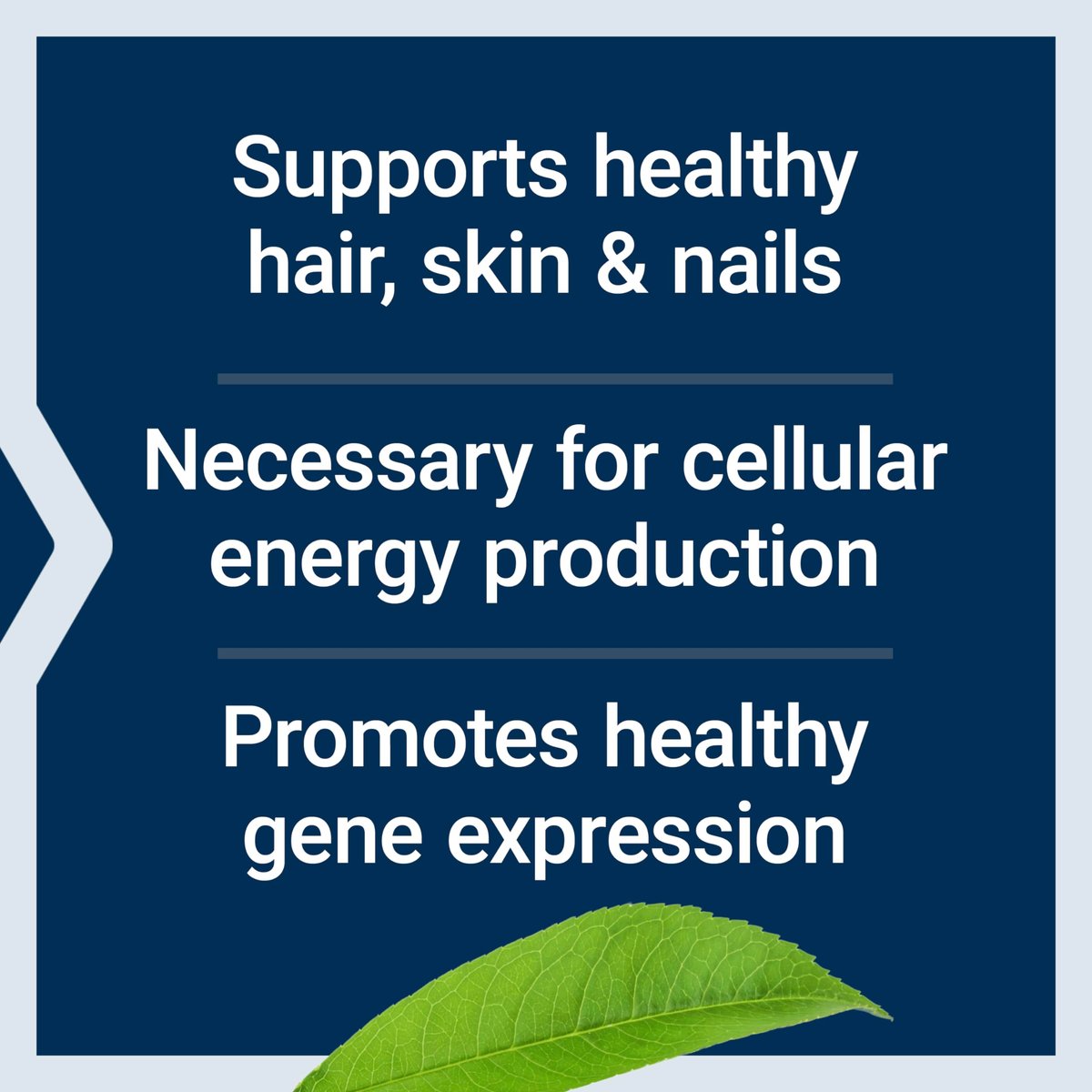 Life Extension Biotin 600 mcg – Vitamin B7 für schönes Haar, Nägel und mehr – 100 Kapseln, glutenfrei, nicht-GVO