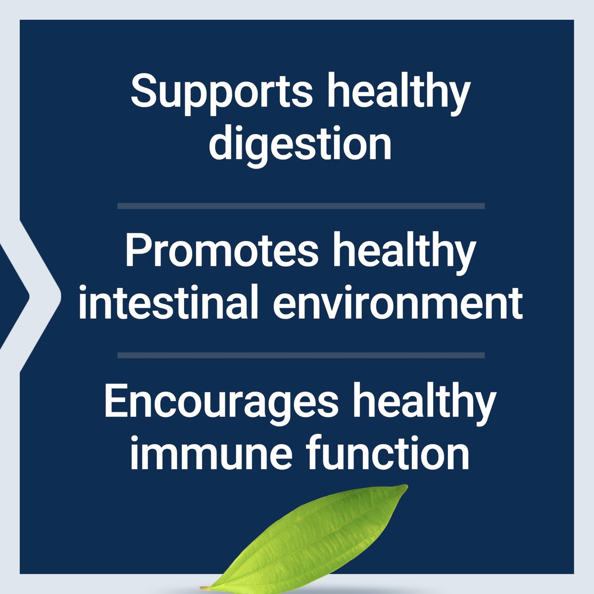 Life Extension Bifido GI Balance - Probiotikum mit Bifidobacterium longum BB536® (2 Milliarden KBE) - Unterstützt gesunden Darm & Verdauung - Glutenfrei, Nicht-GVO, Vegetarisch, 60 Kapseln