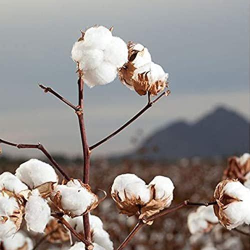 Organyc 100 % Bio-Baumwollpads - Biologisch abbaubar, chemiefrei, für empfindliche Haut (70 Stück) - Tägliche Kosmetik