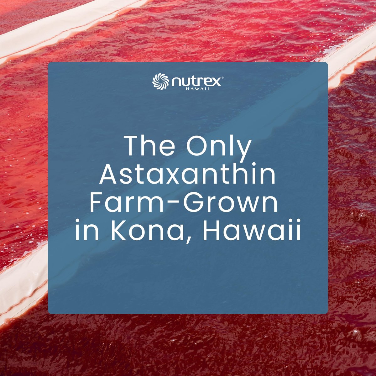 Nutrex Hawaii BioAstin Hawaiian Astaxanthin - 12mg Hochpotenz, 25 Weichkapseln - Antioxidans für Haut & Immunsystem - Premium Mikroalgen aus Kona, Hawaii - Non-GMO & Glutenfrei