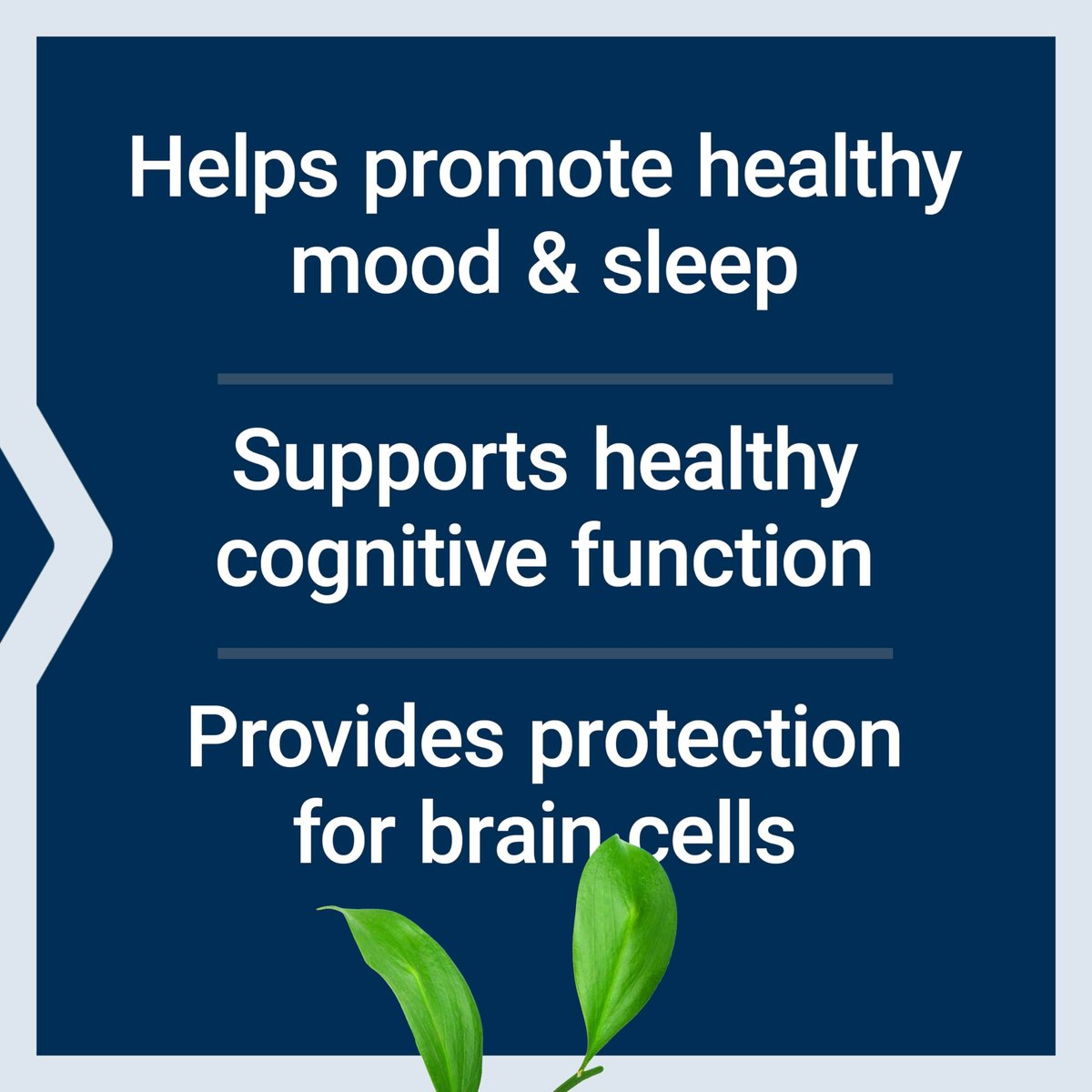 Life Extension D, L-Phenylalanin Kapseln, 500 mg – Unterstützt die Stimmung und Neurotransmitter-Gesundheit – Glutenfrei, Nicht-GVO, Vegetarisch – 100 Kapseln