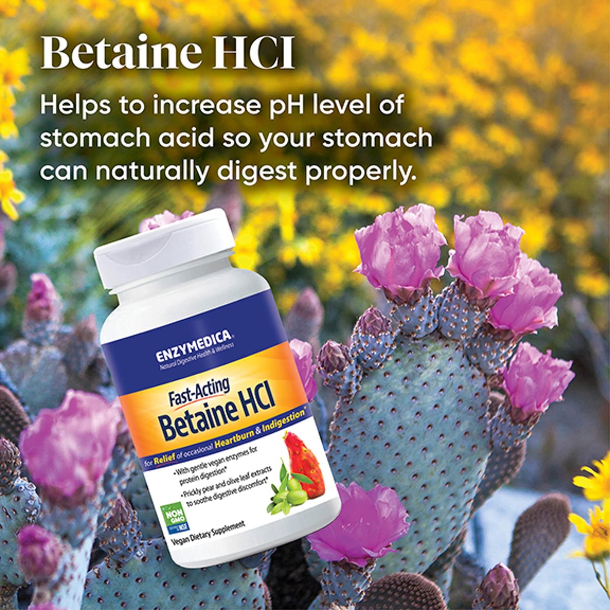 Enzymedica Betain HCl für Männer und Frauen - Betain-Hydrochlorid-Supplement mit Protease-Verdauungsenzymen, Verdauungsgesundheit, gelegentliches Sodbrennen & Verdauungsstörungen, vegan - 120 Kapseln